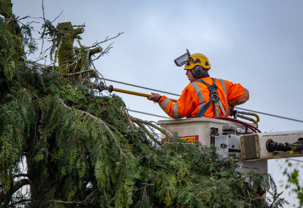 Professional Tree Care in Northvale, NJ