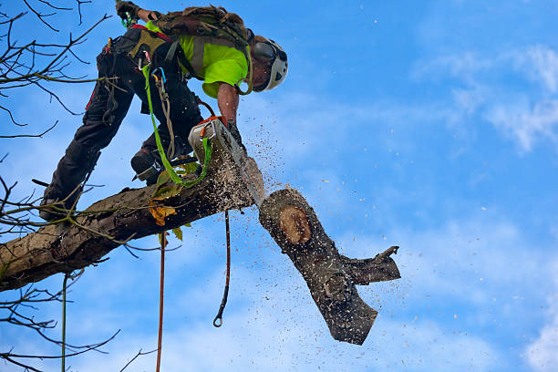 How Our Tree Care Process Works  in  Northvale, NJ